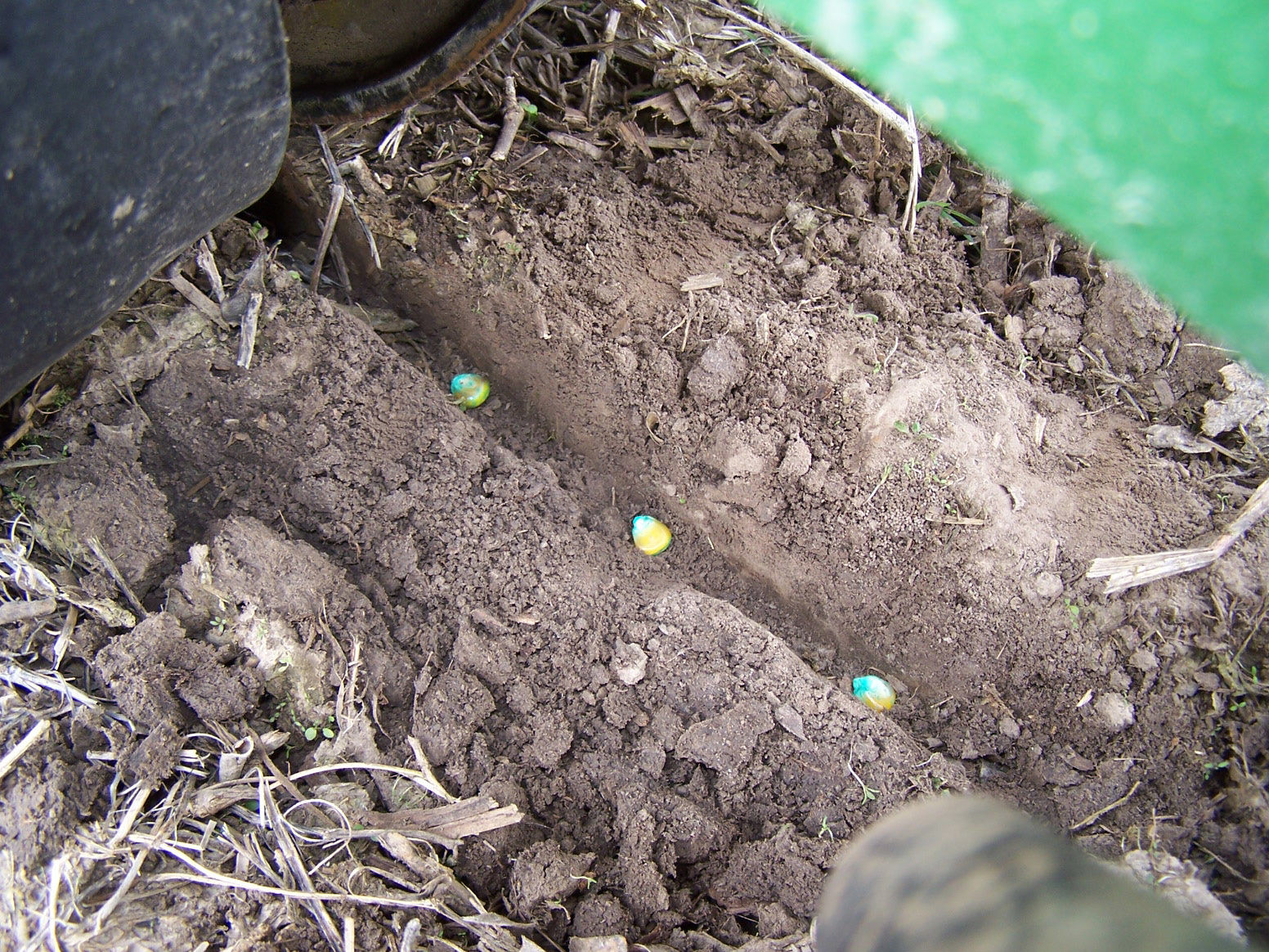 Corn Planting